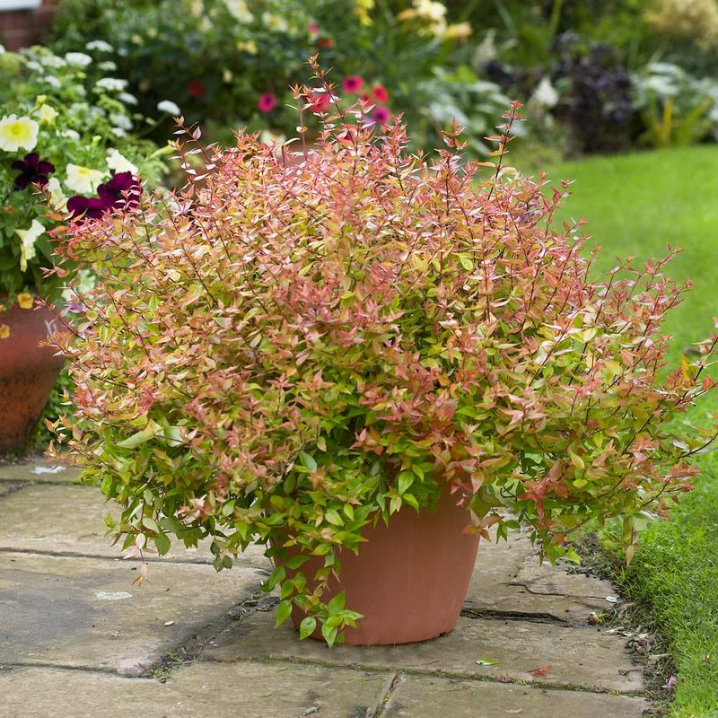 Kaleidoscope abelia with variegated foliage