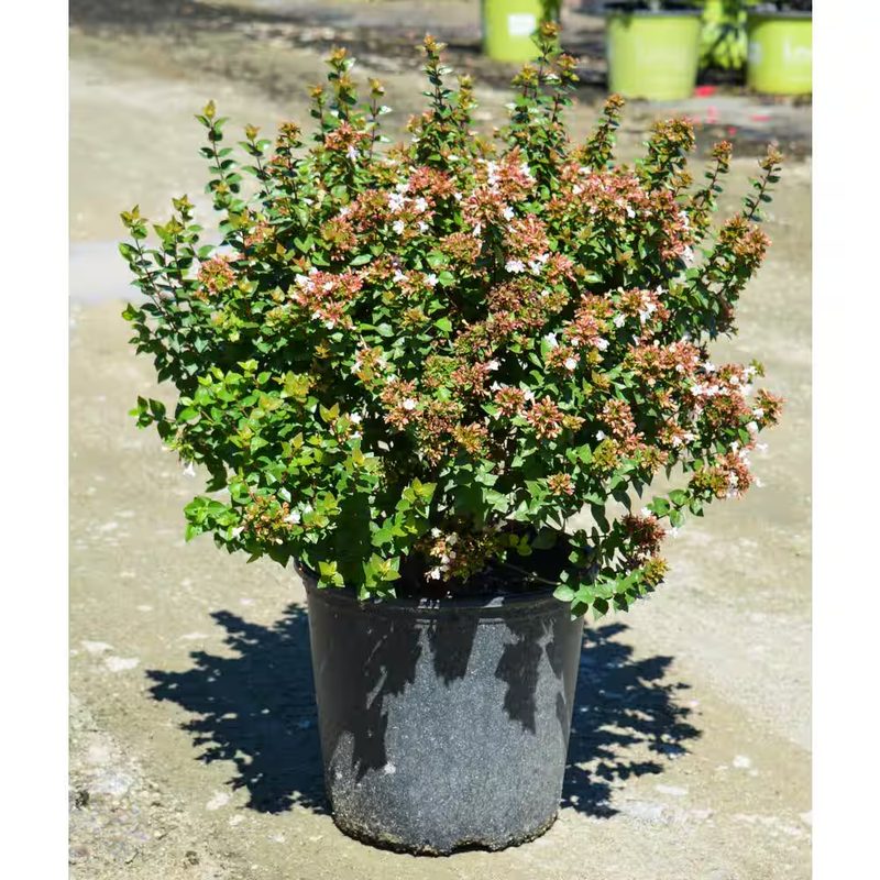 Rose Creek abelia