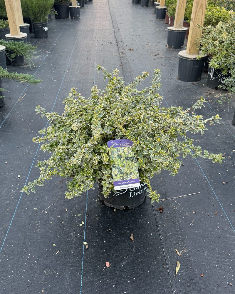 Twist of Lime abelia
