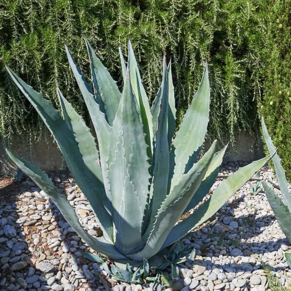 Blue agave