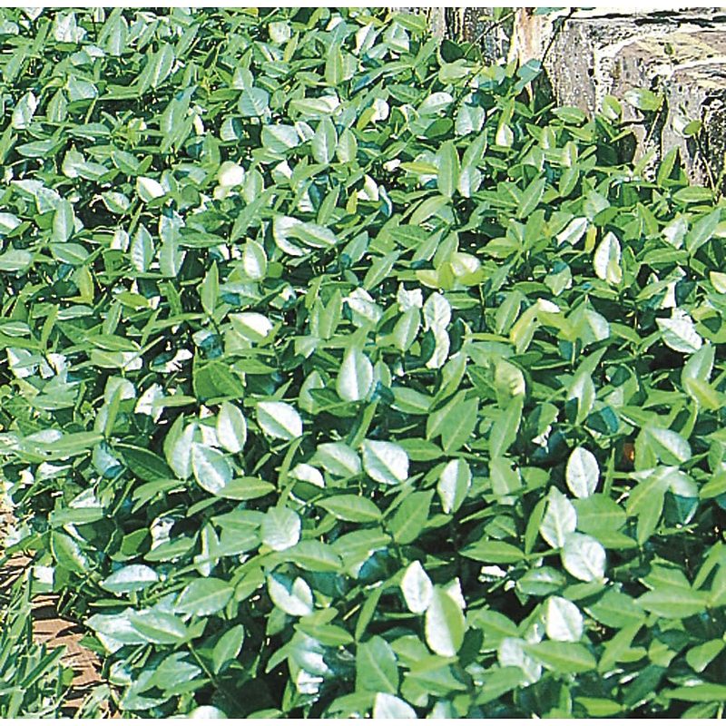 Asian jasmine ground cover