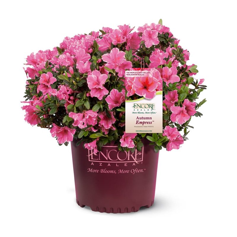 Encore azalea in bloom