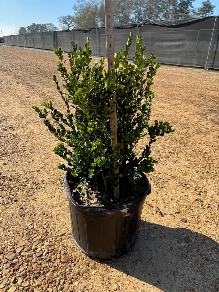 Wintergreen boxwood