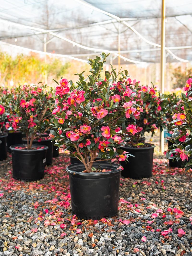 Yuletide camellia with red winter blooms