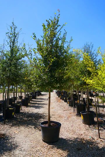 Cedar elm tree