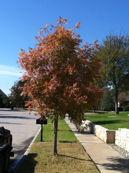Chinese pistache tree