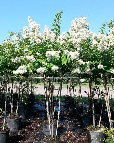Natchez white crape myrtle in bloom