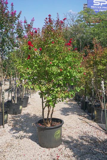 Red Rocket crape myrtle in bloom