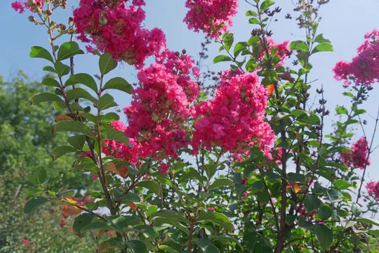 Tuscarora coral-pink crape myrtle in bloom