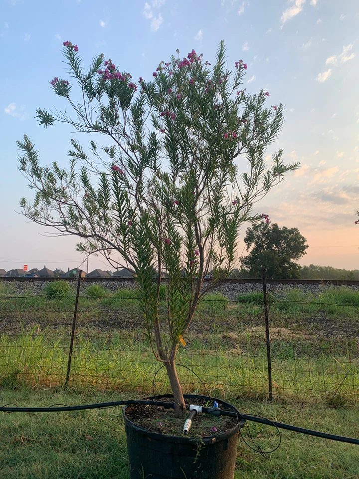 Desert willow with orchid-like blooms