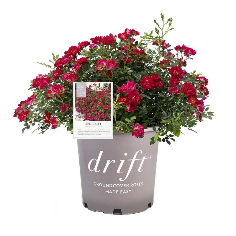 Red drift roses in bloom