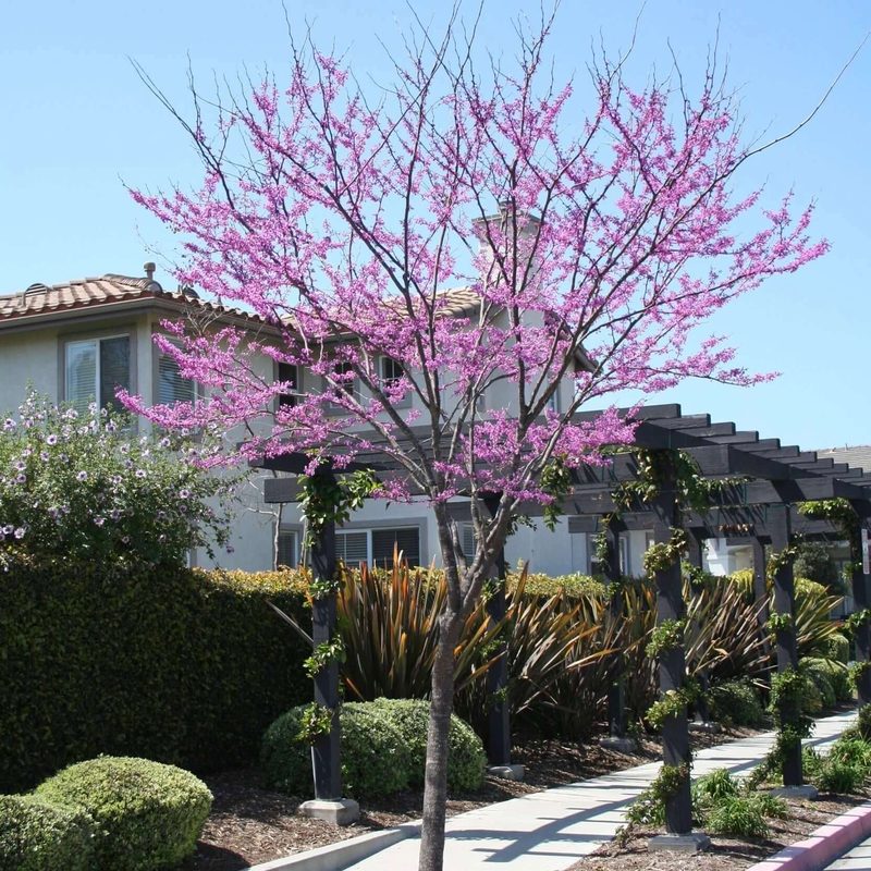 Eastern redbud tree in pink bloom