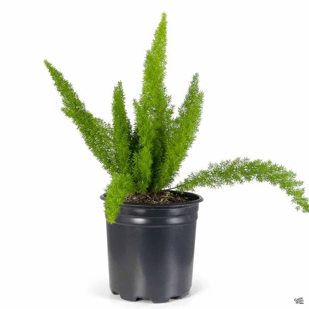 Foxtail fern