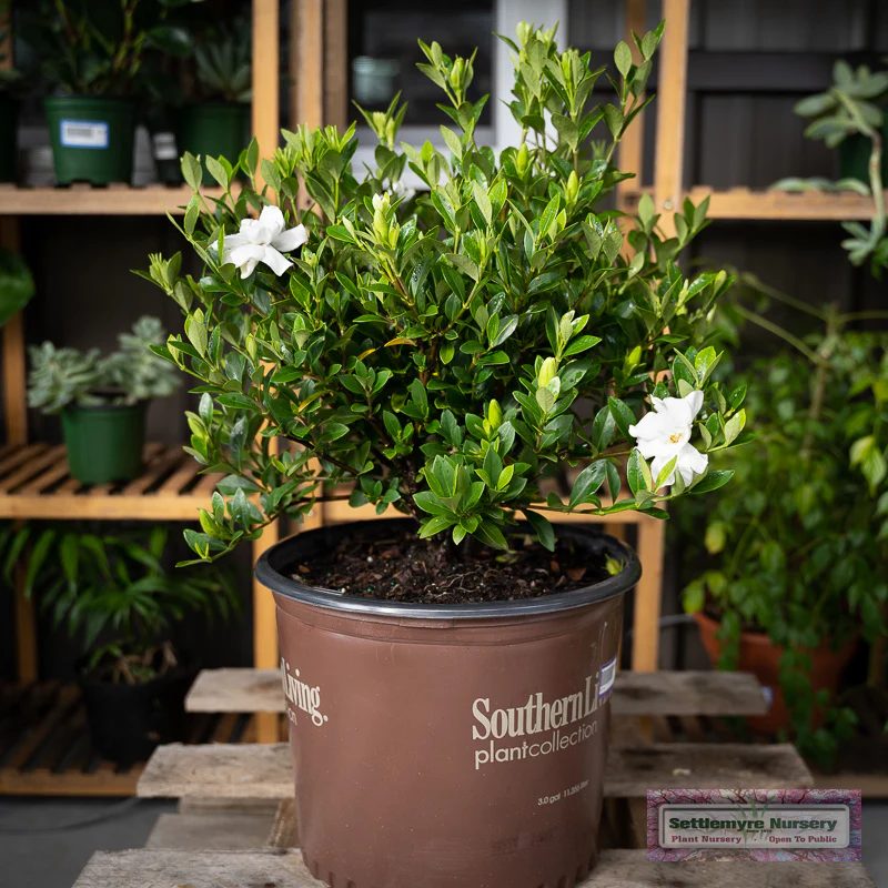 Frost Proof gardenia with white blooms