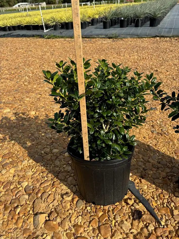 Dwarf Burford holly