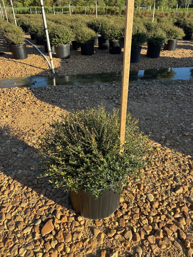 Dwarf yaupon holly