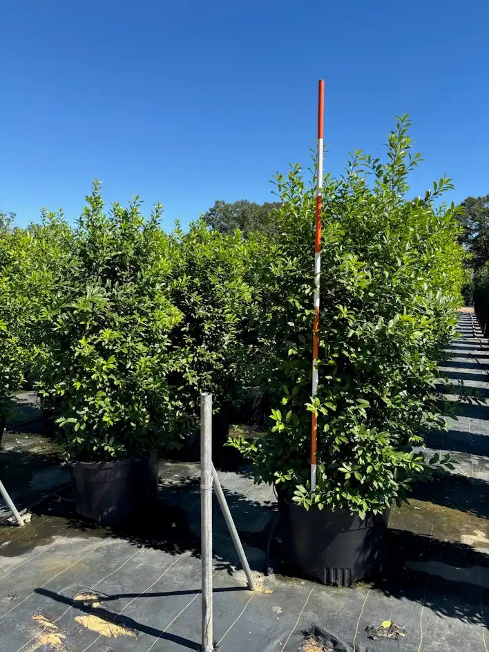 Eagleston holly hedge