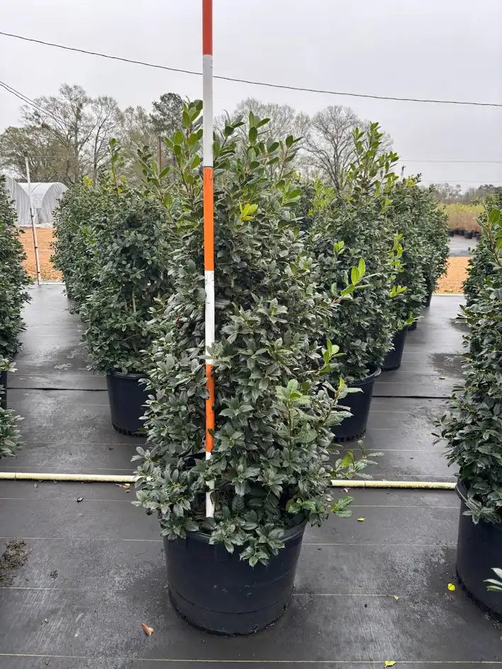 Nellie R. Stevens holly hedge
