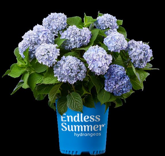 Endless Summer hydrangea with blue mophead blooms