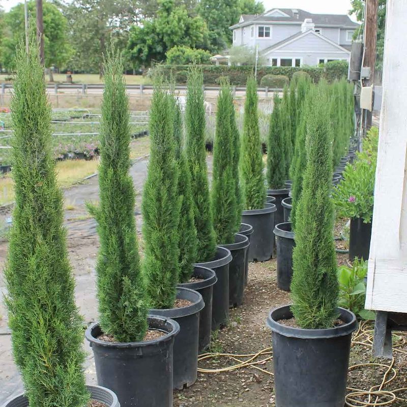 Italian cypress columns