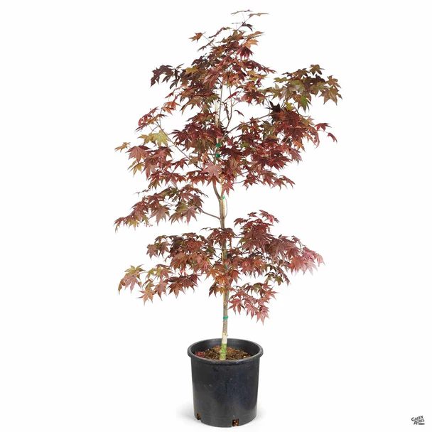 Bloodgood Japanese maple with deep red foliage