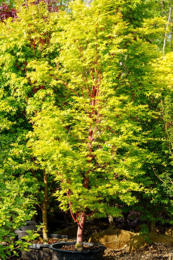 Coral bark Japanese maple