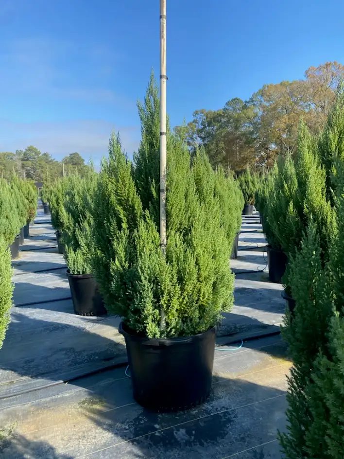 Blue Point juniper