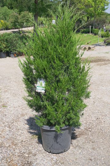 Brodie juniper