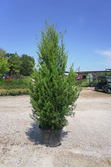Eastern red cedar