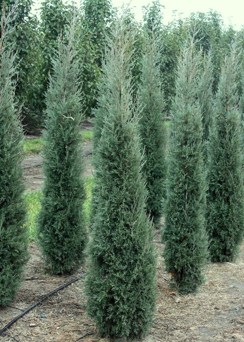 Taylor juniper columns