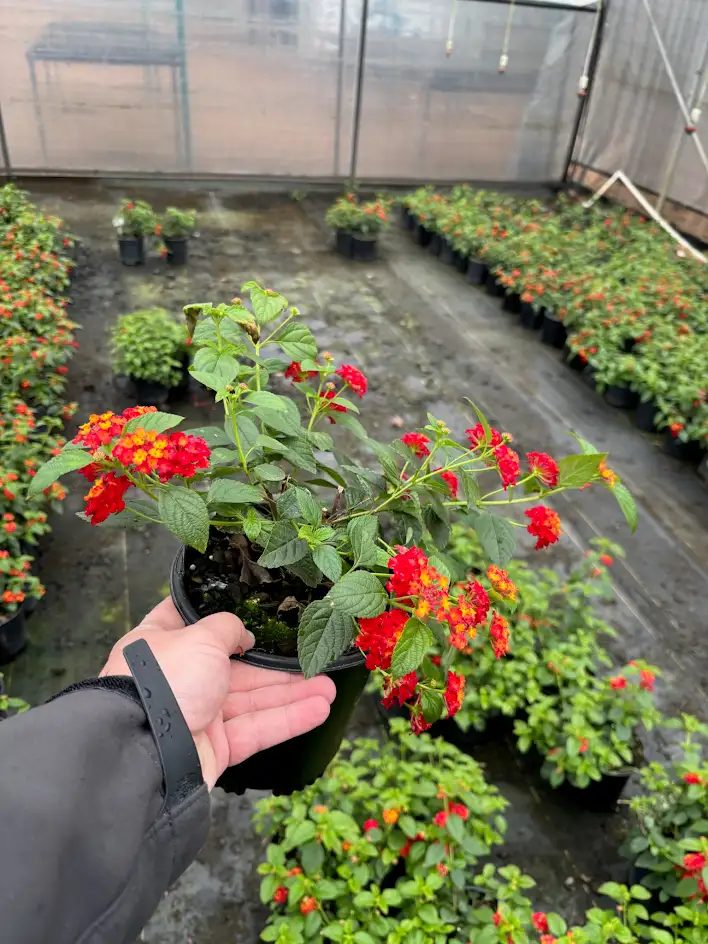 Dallas Red lantana in bloom