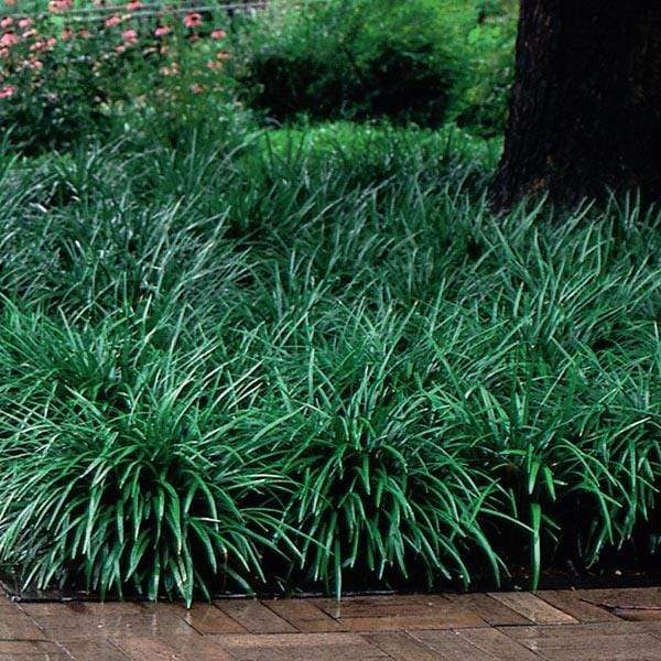 Liriope ground cover