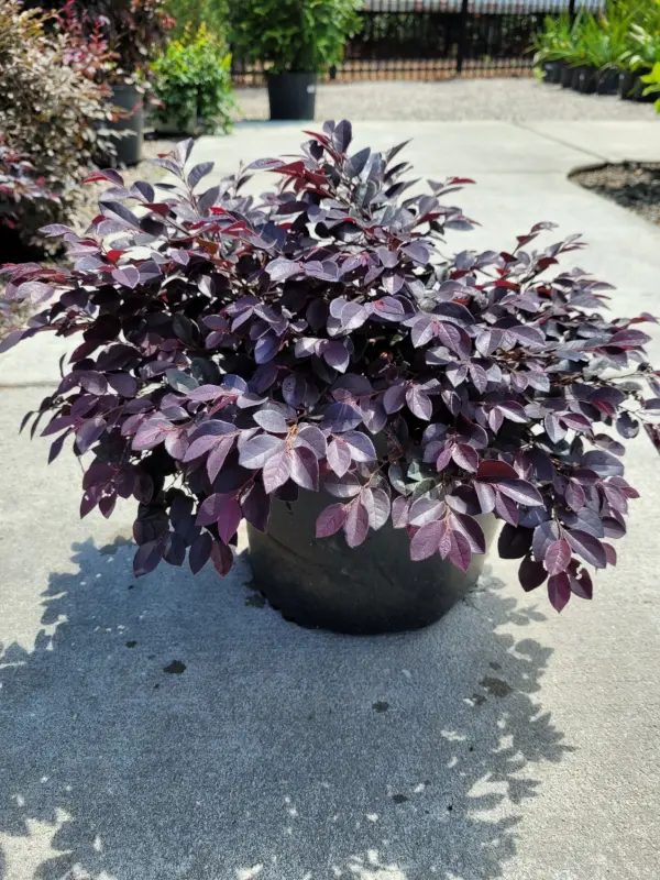 Cerise Charm loropetalum with burgundy foliage