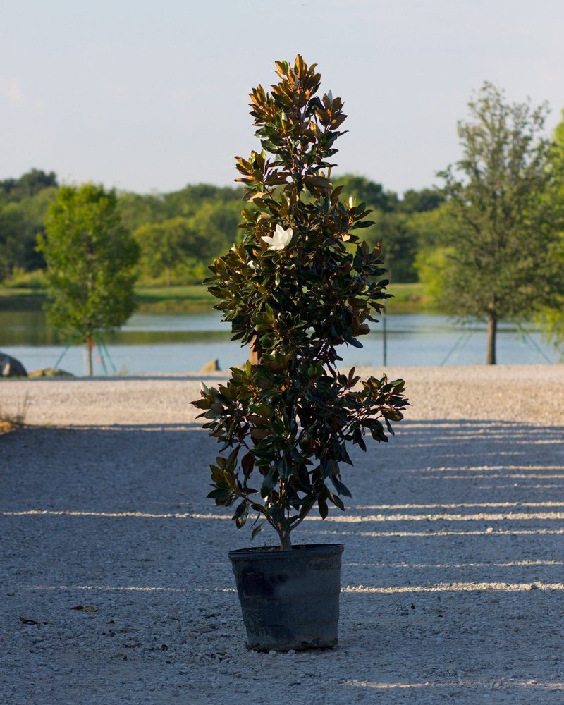 Little Gem magnolia