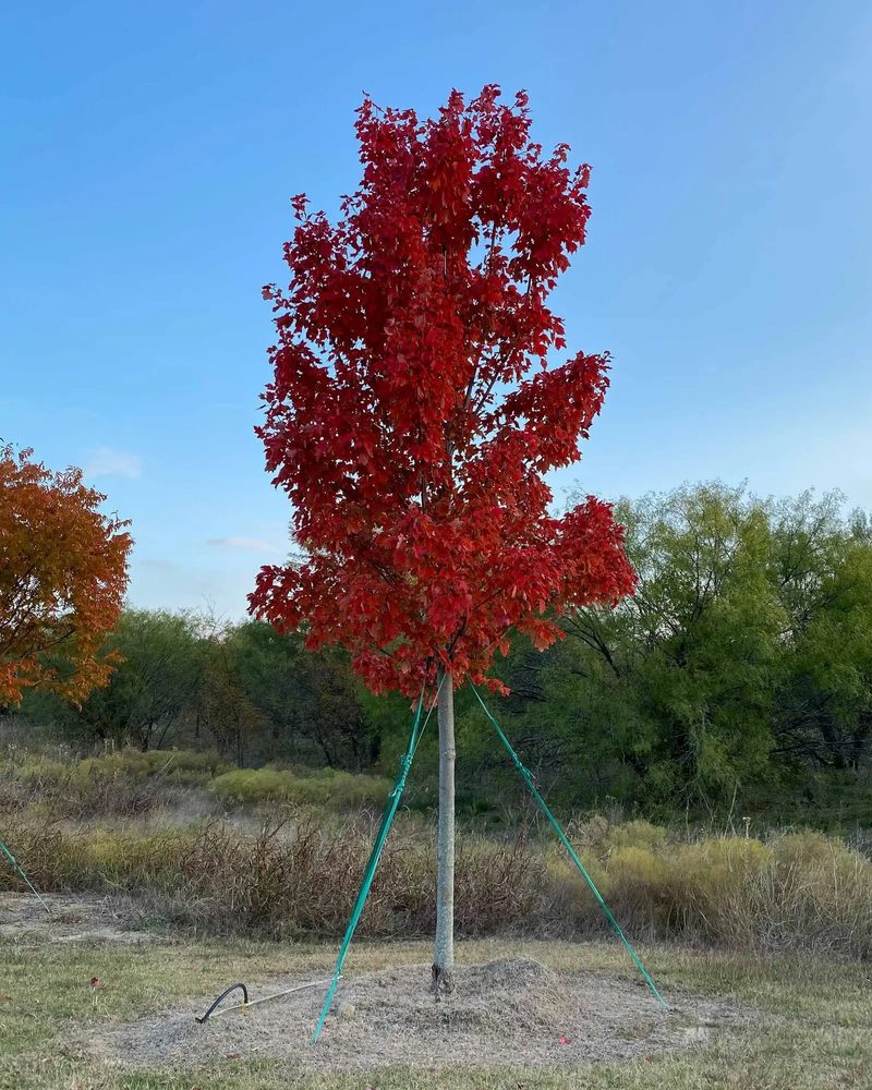 October Glory maple with red fall color