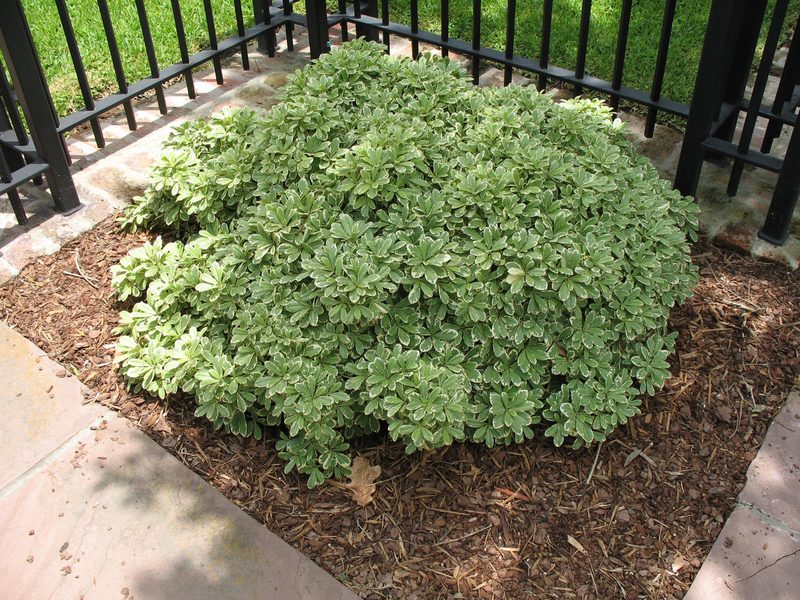 Variegated pittosporum