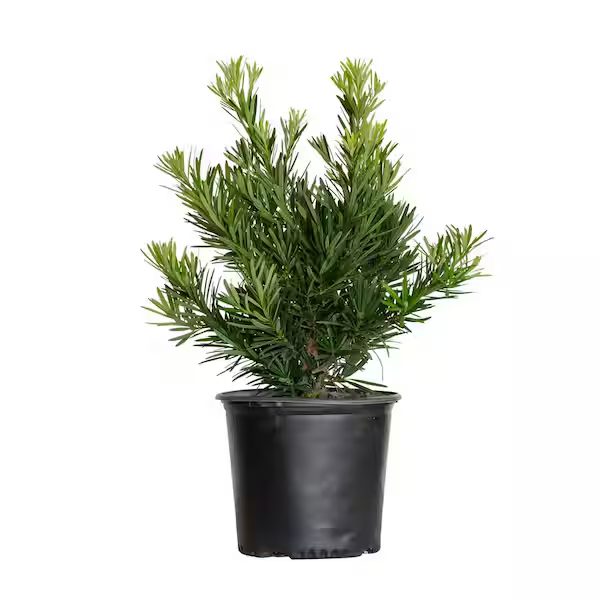 Podocarpus shrub