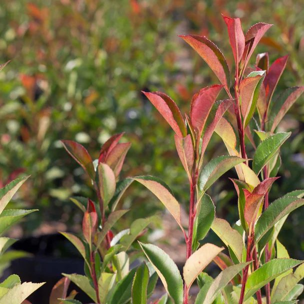Red tip photinia with new red growth