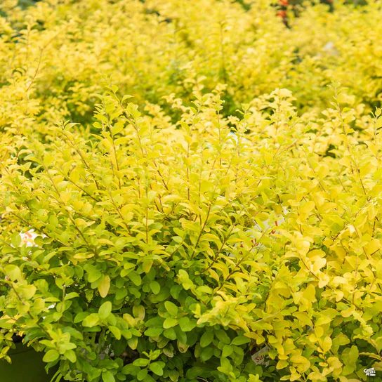 Sunshine ligustrum with golden foliage