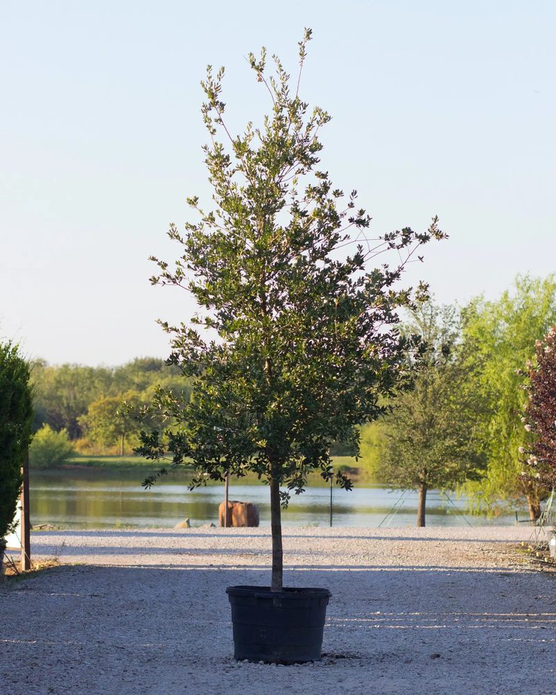 Texas live oak in a nursery container