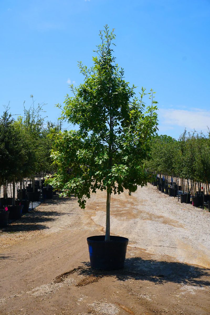 Texas red oak tree