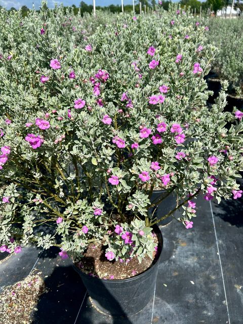 Texas sage with silver foliage and purple blooms