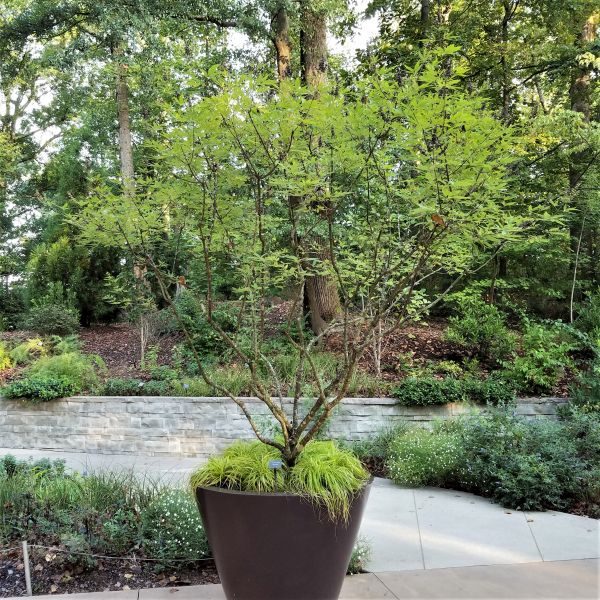 Shoal Creek vitex (chaste tree) with purple bloom spikes