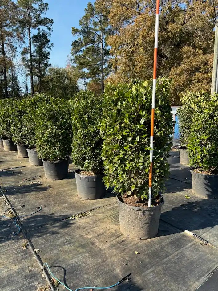 Wax leaf ligustrum shrub