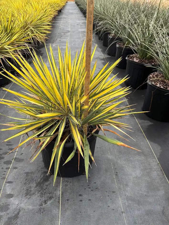 Color Guard yucca with variegated blades