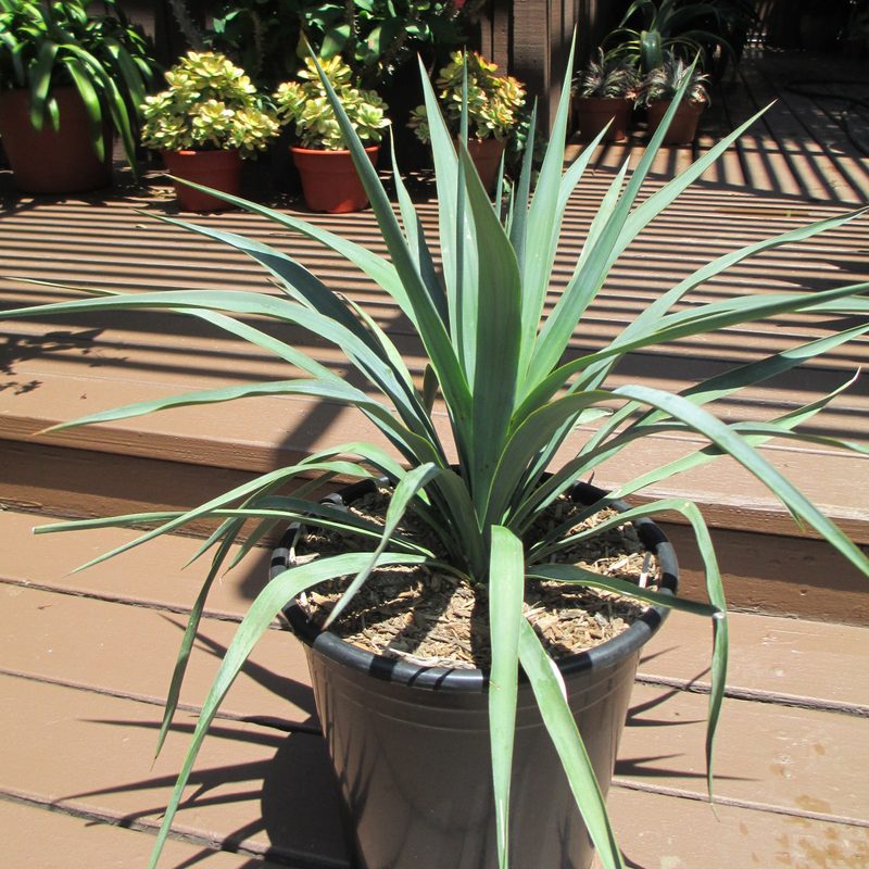 Pendula soft-leaf yucca