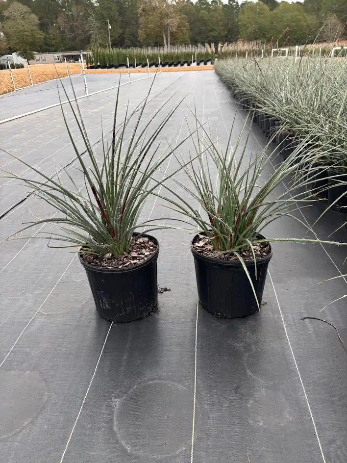 Red yucca with coral bloom spikes