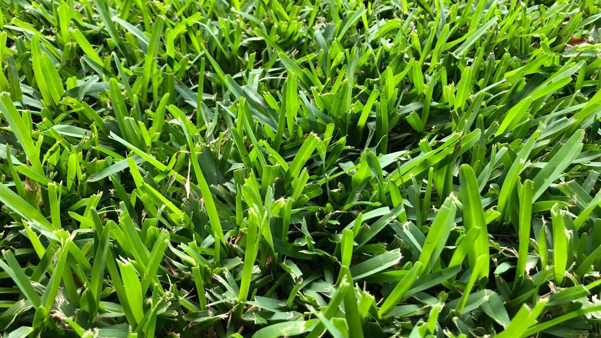 Close-up of dense, healthy green lawn grass