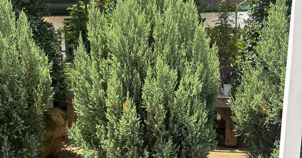 Rows of nursery shrubs used to explain how often to water new plants in North Texas