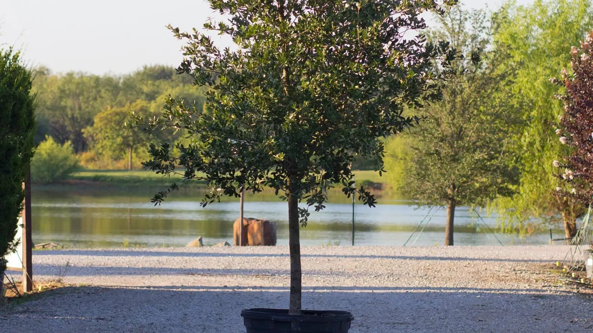 A young live oak tree growing in a nursery container, with mature trees and a pond in the background